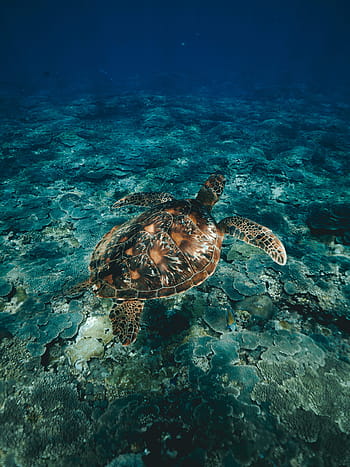 diving, snorkeling, turtle, ocean, sea turtle, sea, water, underwater, travel, vacation, holiday