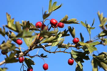 hawthorn, red berries, leaves, green, blue sky, autumn, nature, outdoor