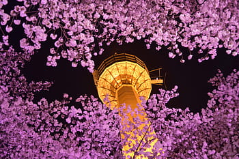 south korea, daegu, nightview, tower, 83tower, cherryblossom