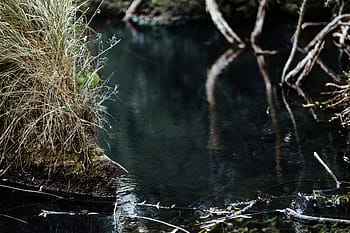 reflexión del río, medio, bosque, agua, lago, a orillas del lago, verde, naturaleza, Polonia, Europa, río