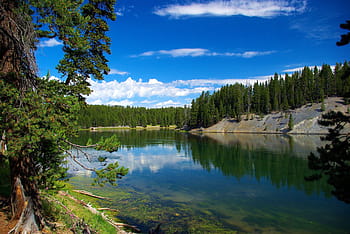 řeka nad údolím sena, yellowstone, řeka, wyoming, krajina, Příroda, scénický, stromy, divočina, les, národní