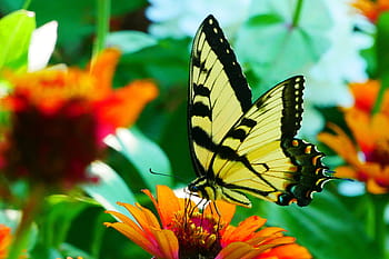 obrázek, Černá, žlutá, otakárek butterfly, odpočívá, cínie květ, květ., žlutý motýl, žlutý a černý motýl, obyčejný žlutý otakárek, papilio machaon