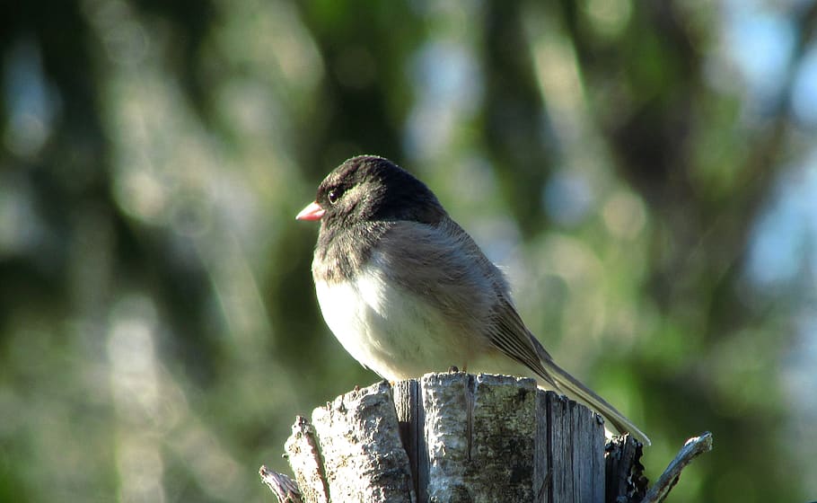 junco, pták, Příroda, volně žijících živočichů, tmavé oči, divoký, pozorování ptáků, zvíře, malý, posazený, pěvec