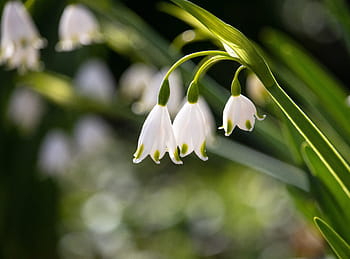 muguet, fleur, plante, plante ornementale, flore, la nature, printemps, Floraison, blanc