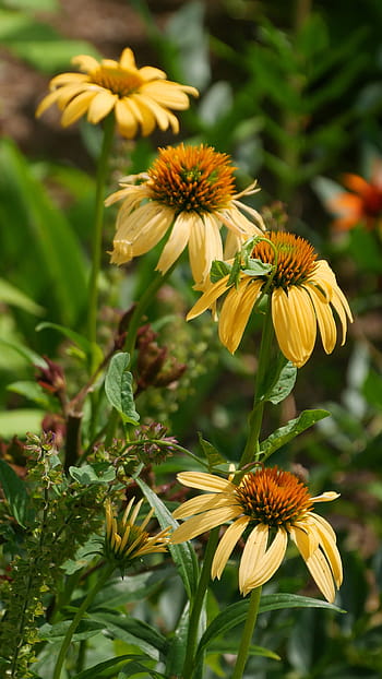 žlutá, coneflower flowers, květ., echinacea, coneflower, kuželový květ, rostlina echinacea, rostliny echinacea, žlutý třapatka, žluté květy, žluté kvetoucí rostliny