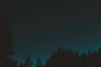 dunkel, Nacht-, Himmel, Mond, Bäume, Pflanze, Natur, Silhouette