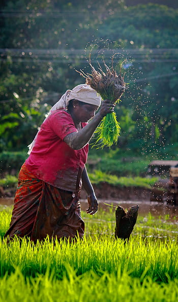 kerala, outdoor, cultivating, india, green, farmland, life, people, agriculture, countryside, labor